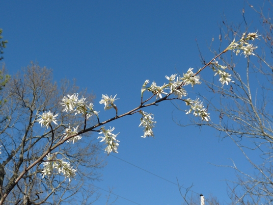 {Amelanchier alabamensis}